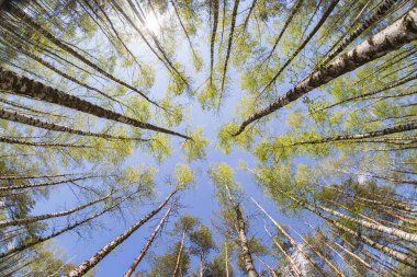Birch Grove güneşli bir yaz gününde yemyeşil bir arazi pankartıyla. Geniş açı