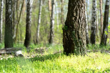 Birch Grove güneşli bir yaz gününde yemyeşil bir arazi pankartıyla. Geniş açı