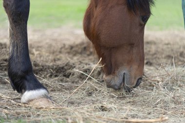 Bir çiftlik evinde bir at yeşil çimlerde otluyor. Büyük bir çiftlik. Çiftlik hayatı. Sığır yetiştirme tutkusu