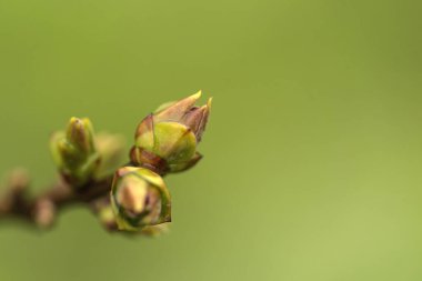 Gün batımında toprakta filizlenen ağaç tohumu. Yeşil arka planda yeni filizlenen genç ağaç.