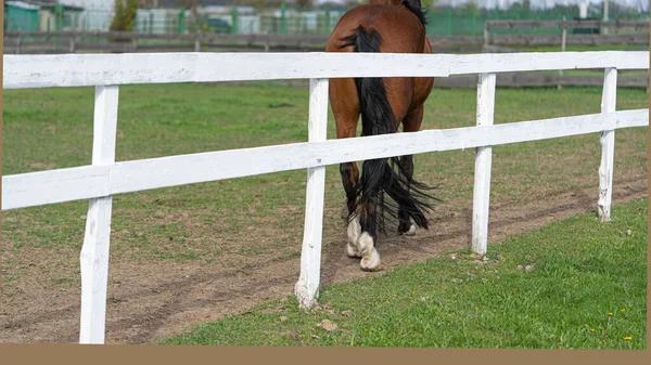 Cavalo Pastoreia Grama Verde Rancho Rural Grande Quinta Vida Agrícola — Fotografia de Stock