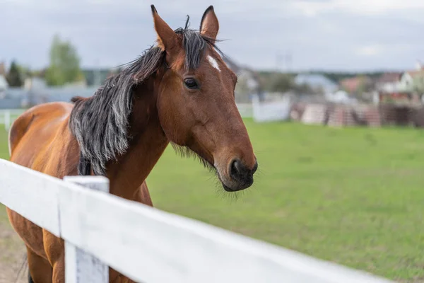 Cavalo Pastoreia Grama Verde Rancho Rural Grande Quinta Vida Agrícola — Fotografia de Stock