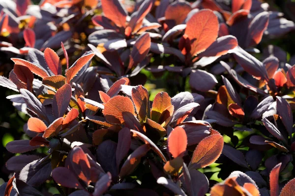 Röda Och Flerfärgade Blad Vild Växt Närbild Som Dekoration Ett — Stockfoto