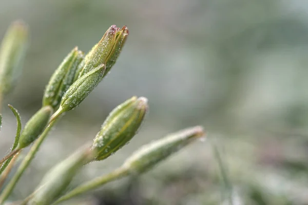 Flores Hielo Congeladas Invierno Rime Helada Brote Una Pierna Día — Foto de Stock