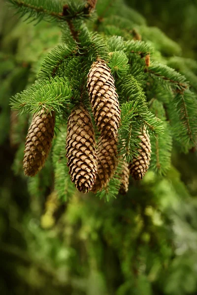 Detail of branch of a young pine tree — Stock Photo, Image