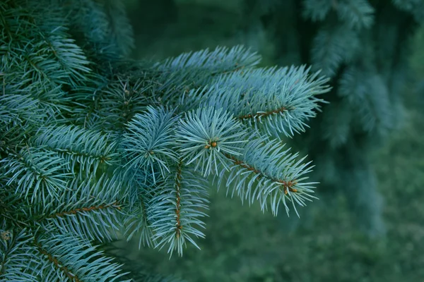 Green branches of pine — Stock Photo, Image