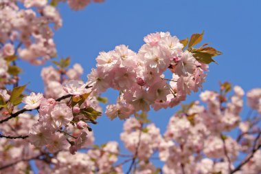 Branch of Japanese morello flowers clipart
