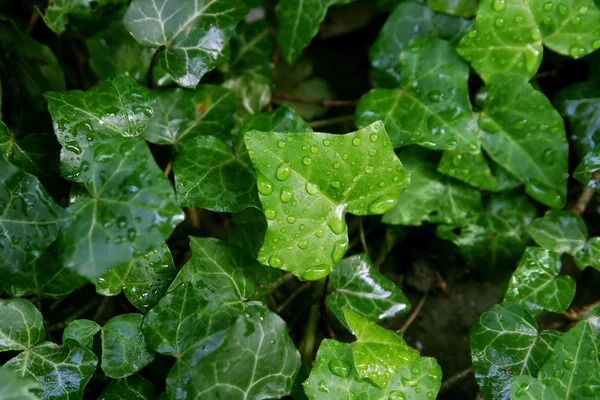 Drops of water on the ivy — Stock Photo, Image