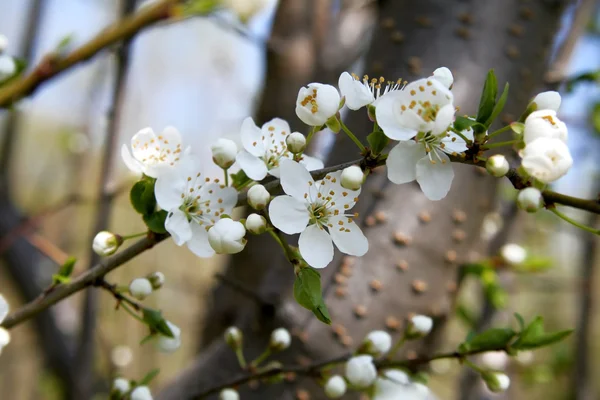 Fiore di prugna — Foto Stock