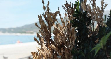 Sonbahar kuru çalıları deniz kıyısına karşı