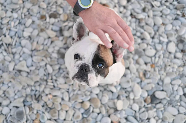 Fransk bulldogg tittar uppåt till en kamera — Stockfoto