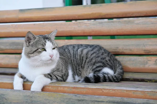 Gato Velho Sem Abrigo Deitado Num Banco Parque Público Gato — Fotografia de Stock