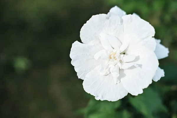 Hibiscus Syriacus Flower Green Background White Flower Copy Space Text — Stock Photo, Image