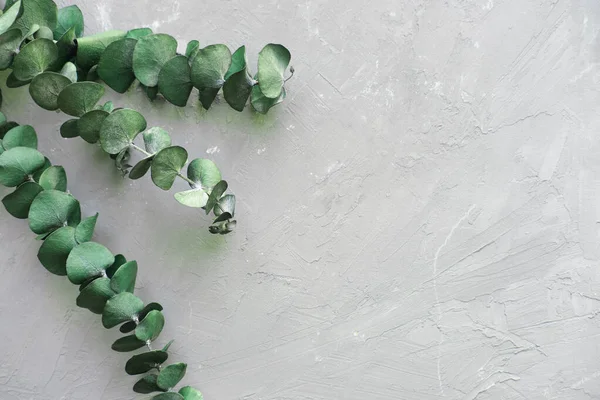 Модный ботанический фон с эвкалиптом на сером бетоне — стоковое фото