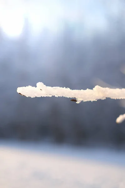 Raureif Auf Winterlichen Zweigen Frost Bedeckte Zweige Winter Hintergrund Vertikale — Stockfoto