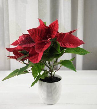 Christmas flower poinsettia on wooden table. Poisettia in a white flower pot. house plants as a gift for holiday.