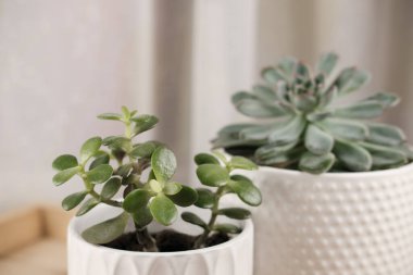 Beyaz seramik kaplarda sulu çiçekler.