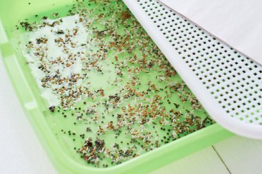 Taze mikro yeşiller, filizlenen tohumlar. Sağlıklı yaşam tarzı ve diyet kavramı. Mikroyeşil, taze sebze yeşili veya lahanası, süper yiyecek ve ekolojik gıdadır. Üst Manzara. Sulama tohumları 