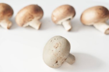 Orman mantarlarına yakından bak. Vejetaryen yemek malzemesi. yüksek protein yiyeceği.
