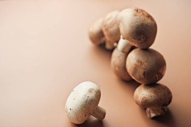 organik mantarlar. tarım kavramı. Taze çiftlik yetiştirilmiş kraliyet mantarları. Boşluğu kopyala.