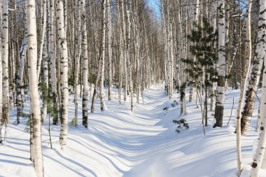 Ağaçlar arasında karlı bir huş ormanında bir patika. Sibirya 'da kış manzarası. Güneşli hafta sonu yürüyüşü