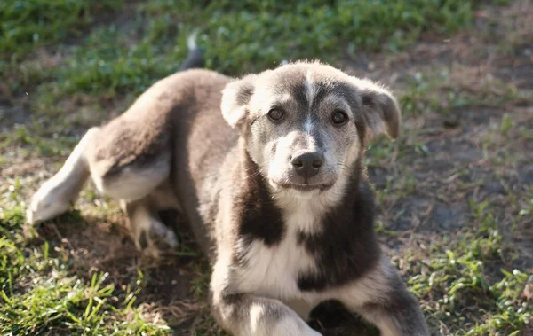 日当たりの良いフィールドに混合品種の犬の肖像画 散歩中の可愛いペット 子犬はカメラを見て庭の草の上に横になり — ストック写真