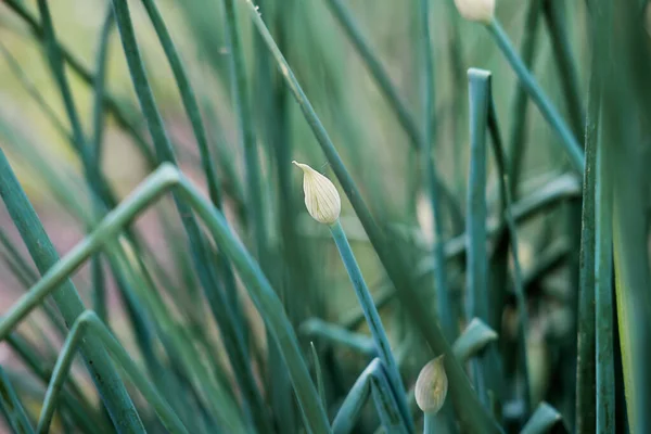 Onion Flower Buds Eco Gardening Farming Suburban Farm — Fotografia de Stock