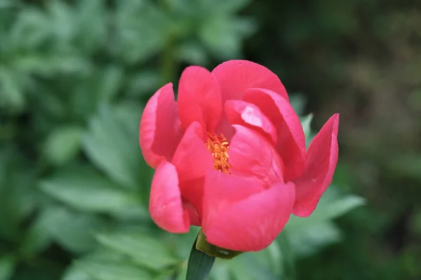 Blooming Japanese Peony Garden Fragrant Ingredient Perfume Home Scents — Stock Photo, Image