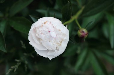 Parkta büyüyen beyaz şakayık çiçeği. (Bu cennetler) yeşil yeşildirler. Çiçek açmış romantik bir çiçek.