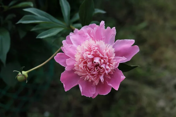 Flor Peonía Rosa Floreciendo Jardín Hermoso Fondo Flor Página Del — Foto de Stock