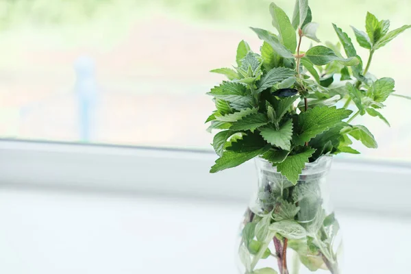 Glasvase mit grünen Pflanzen auf der Fensterbank, verschwommener Hintergrund. Frühlings- und Sommerküchendekor mit grünen Zweigen. duftende und aromatische Kräuter der Saison — Stockfoto