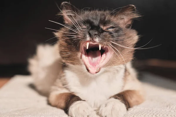 Кошка Зевает Закрытыми Глазами Кошка Лежит Солнечным Светом Ковре Доме — стоковое фото