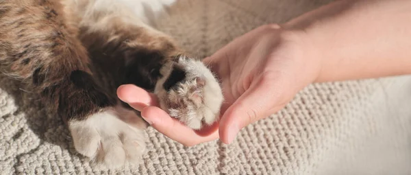 Flickans Hand Håller Kattens Tass Ömtålig Och Tillgiven Vänskap Sällskapsvänner — Stockfoto