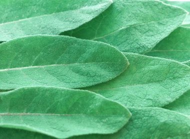 Yeşil yapraklı arka plan. kadife kaplamalı taze yaprak. Botanik tasarım.