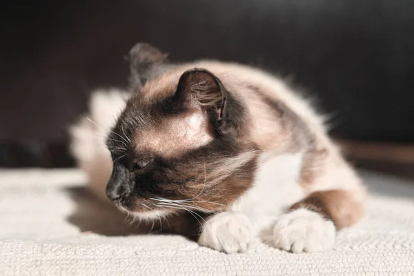 Portret Mieszanej Rasy Kota Leżącego Pod Słońcem Patrzącego Bok Kot — Zdjęcie stockowe