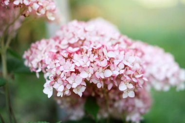 Yeşil çimen üzerinde ortanca çiçeği. Bahçede yetişen güzel pembe bir çiçek. Yumuşak ve narin çiçekler. sezonluk duvar kağıdı.