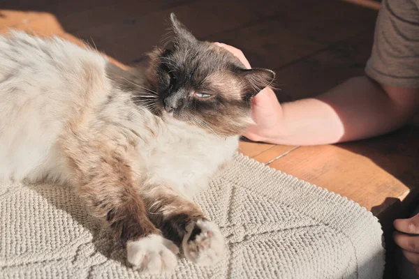 Fröhliche Mischlingskatze, die von einem kleinen Mädchen gestreichelt wird. Katze unter der Abendsonne auf Holzboden liegend. Entspanntes Haustier — Stockfoto