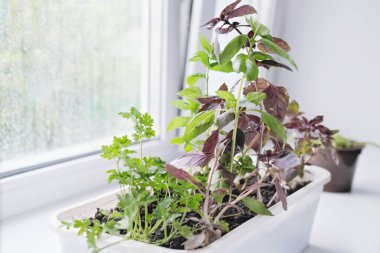 Mutfak penceresinin pervazında plastik bir kabın içinde büyüyen şifalı otlar. Bahçe işleri, nane, fesleğen, maydanoz, saksıda dereotu. Evde yeşillik yetiştir