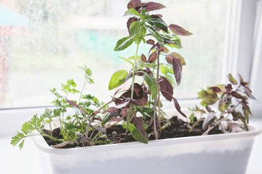 Mutfak penceresinin pervazında plastik bir kabın içinde büyüyen şifalı otlar. Bahçe işleri, nane, fesleğen, maydanoz, saksıda dereotu. Evde yeşillik yetiştir