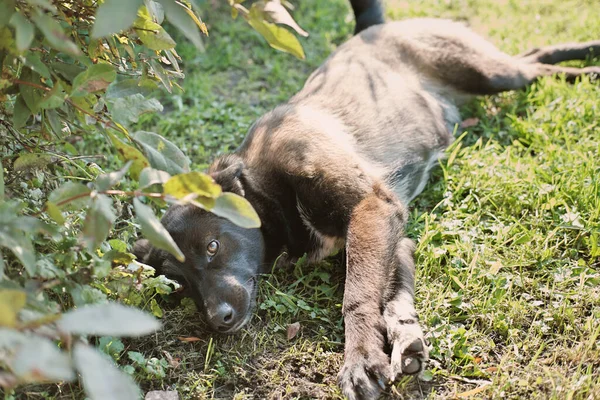 Blandras Hund Liggande Ett Gräs Och Tittar Kameran Vila Och — Stockfoto