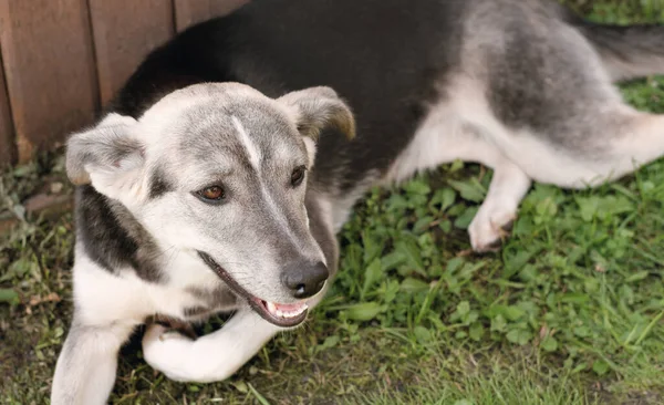 疲れたミックス品種の犬が裏庭の草の上に寝そべって休んでいる かわいいグレーと白の犬国内動物のコンセプト — ストック写真