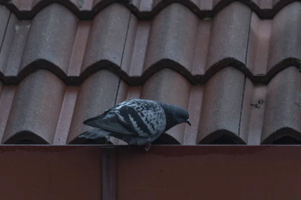 Çatıda izole güvercin var.