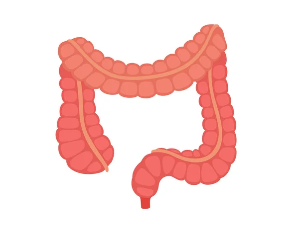 ヒトの解剖学的器官大腸上昇横下降シグモイド付着直腸白単離された背景フラットスタイルベクトルデザイン — ストックベクタ