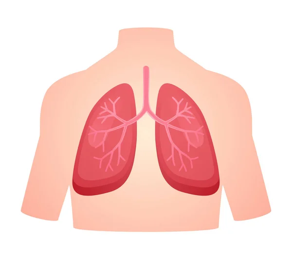 Emberi Anatómia Szerv Tüdő Tüdő Légzés Légzőrendszer Fehér Elszigetelt Háttér — Stock Vector