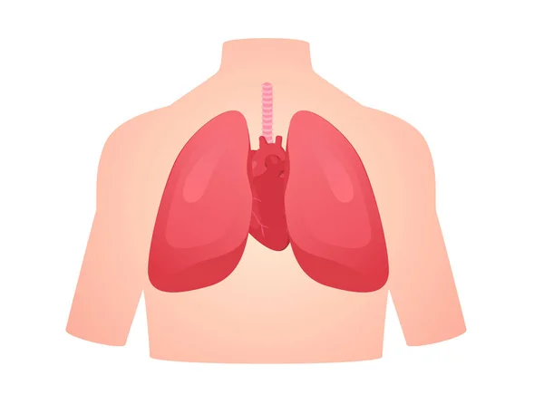 Anatomie Humaine Organe Poumon Coeur Pulmonaire Cardiaque Isolé Fond Plat — Image vectorielle