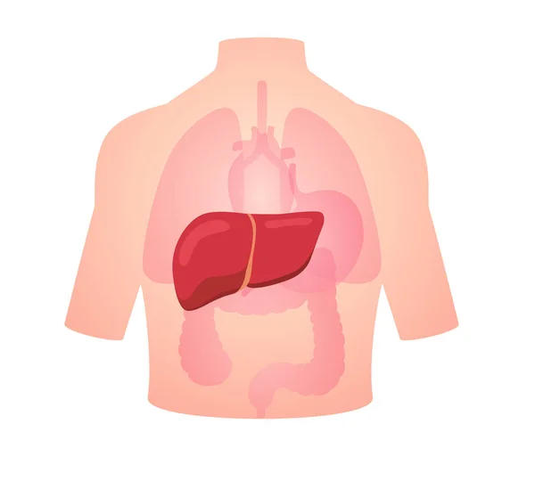 人体解剖学臓器肝臓白いローブダクト偽形靭帯分離背景フラットスタイルベクトルデザイン — ストックベクタ