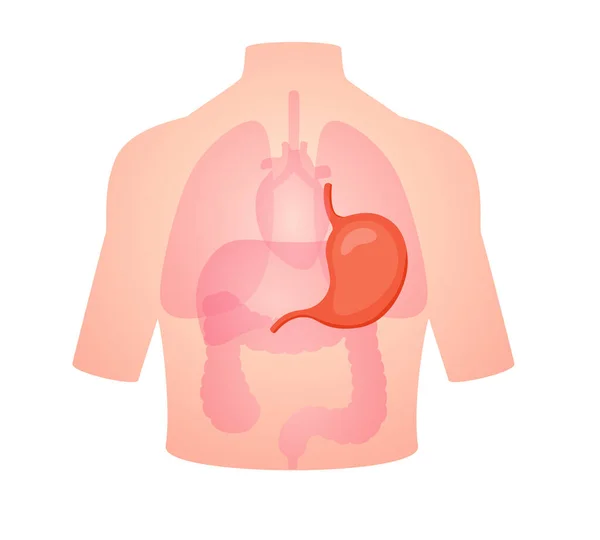 Anatomie Humaine Organe Estomac Œsophage Fundus Muscularis Duodenum Isolé Fond — Image vectorielle