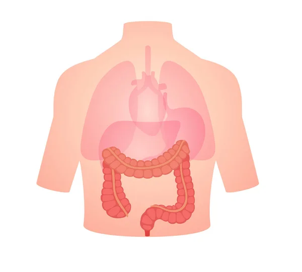 Anatomía Humana Órgano Intestino Grueso Posición Cuerpo Pulmón Corazón Blanco — Archivo Imágenes Vectoriales