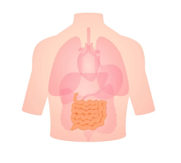 人体解剖学的器官体内の小腸位置肝臓肺心臓白い隔離された背景フラットスタイルベクトルデザイン — ストックベクタ