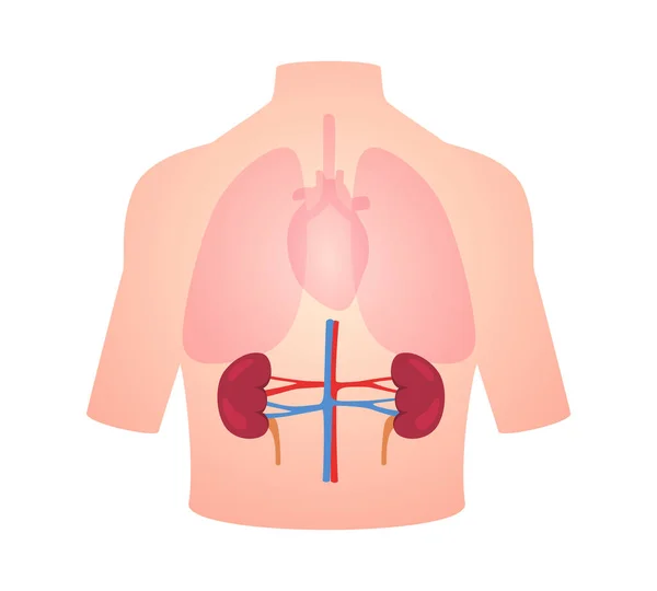 Anatomía Humana Órgano Riñón Posición Pulmón Cuerpo Corazón Transparente Blanco — Vector de stock